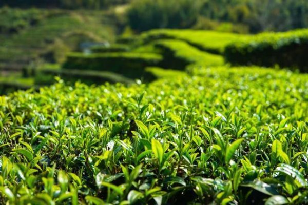 掌柜配资 陆河茶品牌征名十强出炉！线上投票火热开启